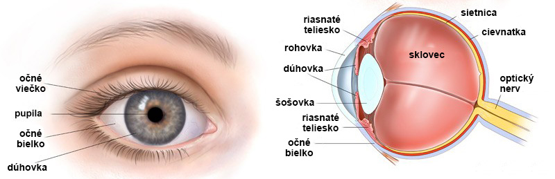 vyzobrazenie schémy oka